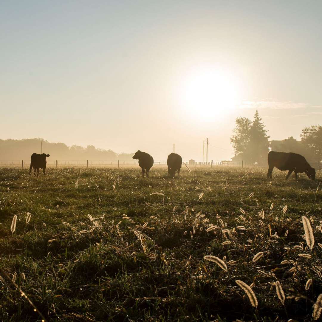 All vendors Flying K Ranch Angus Order Meat Online from Local Farms and Butcher Shops